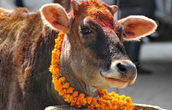 तिहार पर्व : आज गाई, गोरु र गोवर्द्धन पूजा गरिँदै