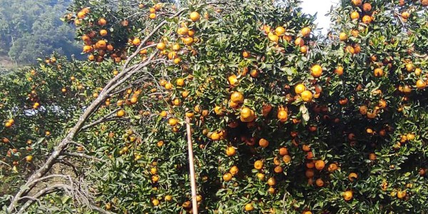 स्याङ्जामा एक अर्ब १२ करोडको सुन्तला उत्पादन