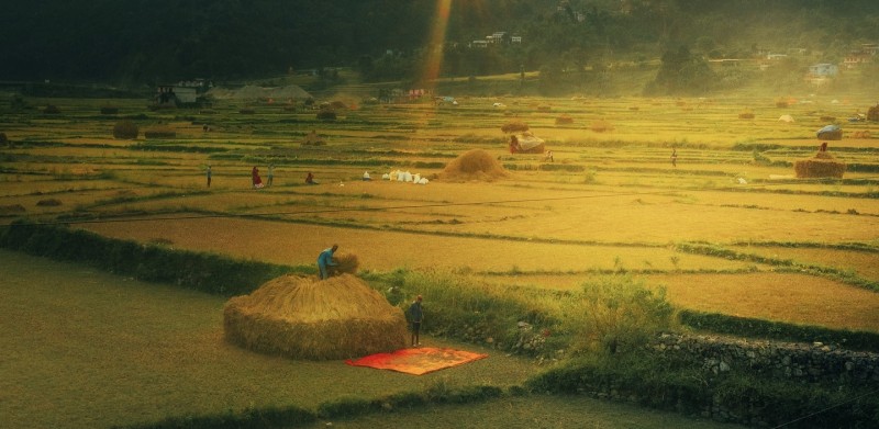 धान काट्न, चुट्न र थन्काउन कराकर (तस्बिरहरू)