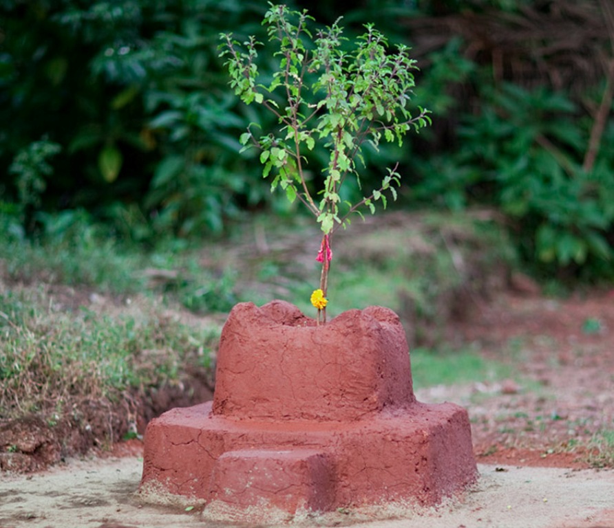 आज हरिबोधिनी एकादशी, तुलसीको व्रत र विशेष पूजा