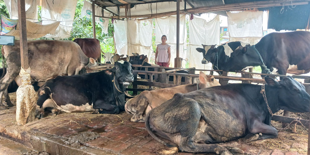 अर्जुनचौपारीमा गाईपालक किसानलाई मासिक हजार रुपियाँ