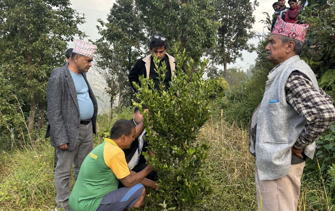 विदेशको जागिर छाडेर सुन्तला खेतीमा